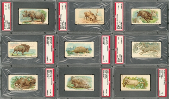 1910s E28 Philadelphia Caramel "Zoo Cards" (Quadrupeds) PSA-Graded Collection (9 Different)